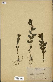 spécimen de Vinca herbacea