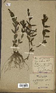 spécimen de Vinca herbacea