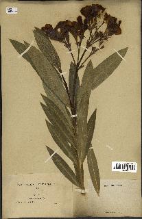 spécimen de Nerium oleander