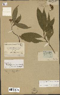 spécimen de Tabernaemontana persicariifolia