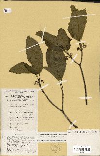 spécimen de Tabernaemontana persicariifolia