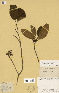 spécimen de Tabernaemontana persicariifolia