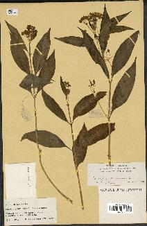 spécimen de Asclepias curassavica