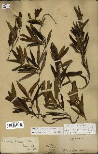 spécimen de Secamone volubilis