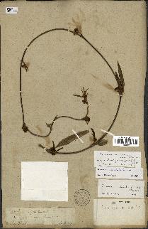 spécimen de Secamone volubilis