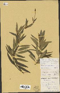 spécimen de Secamone volubilis