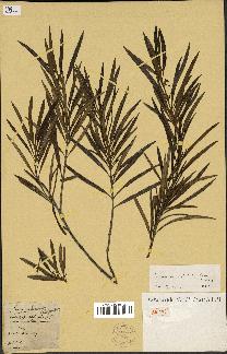 spécimen de Secamone volubilis