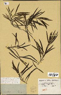 spécimen de Secamone volubilis
