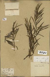 spécimen de Secamone volubilis