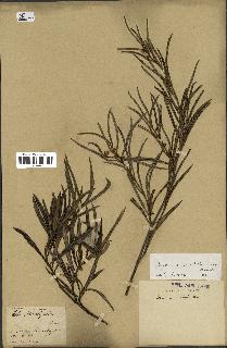 spécimen de Secamone volubilis