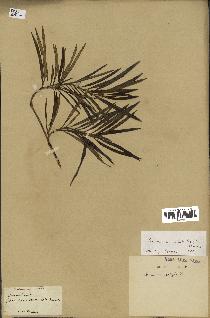 spécimen de Secamone volubilis