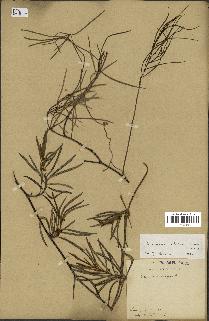 spécimen de Secamone volubilis