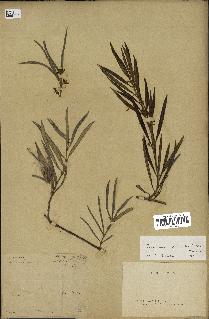 spécimen de Secamone volubilis
