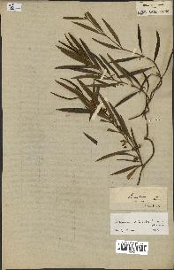 spécimen de Secamone volubilis