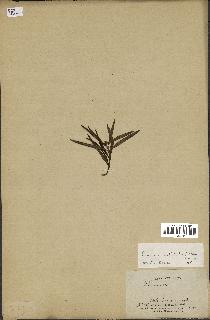 spécimen de Secamone volubilis