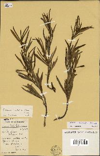 spécimen de Secamone volubilis