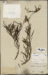 spécimen de Secamone volubilis