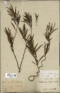 spécimen de Secamone volubilis