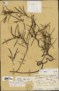 spécimen de Secamone volubilis