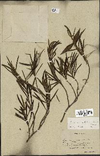 spécimen de Secamone volubilis