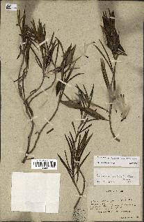 spécimen de Secamone volubilis