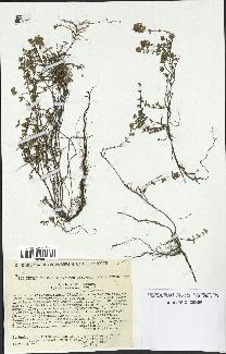 spécimen de Thymus serpyllum