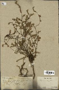 spécimen de Thymus serpyllum