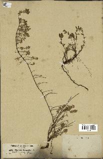 spécimen de Thymus serpyllum