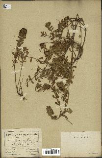 spécimen de Thymus serpyllum