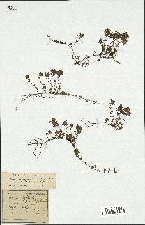 spécimen de Thymus serpyllum