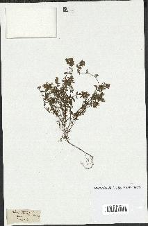 spécimen de Thymus serpyllum