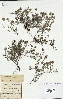 spécimen de Thymus serpyllum