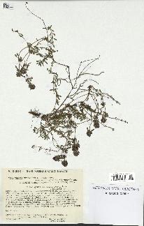 spécimen de Thymus serpyllum