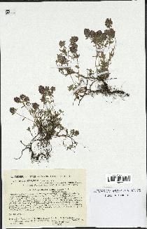 spécimen de Thymus serpyllum