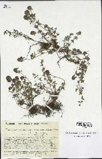 spécimen de Thymus serpyllum