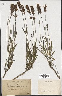 spécimen de Lavandula delphinensis