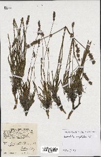 spécimen de Lavandula angustifolia