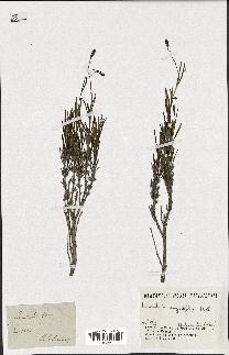 spécimen de Lavandula angustifolia