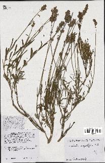 spécimen de Lavandula angustifolia