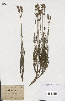 spécimen de Lavandula spica