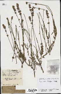 spécimen de Lavandula latifolia