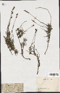 spécimen de Lavandula fragrans