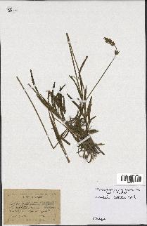 spécimen de Lavandula latifolia