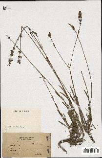 spécimen de Lavandula spica x latifolia