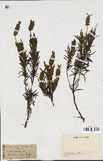 spécimen de Lavandula viridis