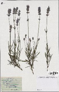 spécimen de Lavandula spica