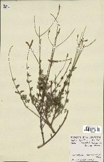 spécimen de Lavandula coronopifolia