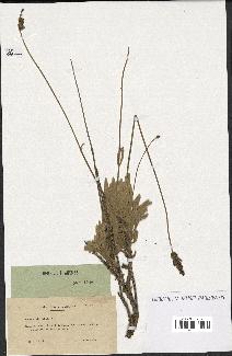 spécimen de Lavandula lanata