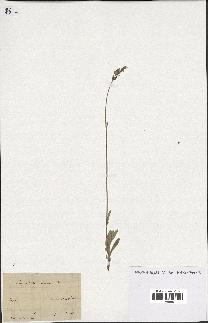 spécimen de Lavandula lanata