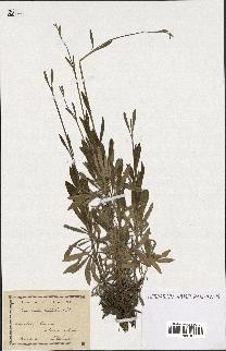 spécimen de Lavandula latifolia